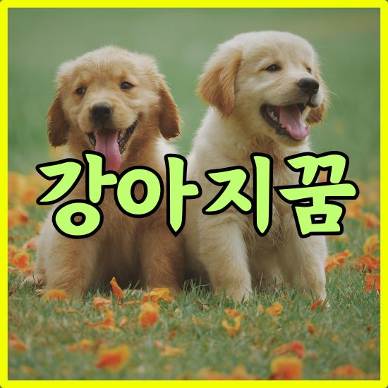 강아지꿈 개꿈 강아지새끼낳는꿈 새끼강아지꿈 죽은강아지가나오는꿈 여러마리새끼강아지꿈 강아지태몽 강아지가죽는꿈 새끼강아지키우는꿈 죽은반려견꿈 새끼강아지안는꿈 강아지사는꿈 새끼강아지죽는꿈 강아지꿈태몽 강아지가아픈꿈 강아지입양꿈